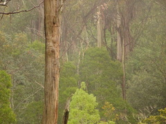 Eucalyptus obliqua