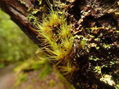 Dicranodontium denudatum