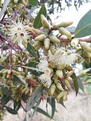 Eucalyptus ecostata
