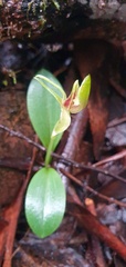 Chiloglottis cornuta