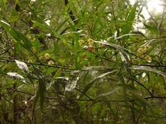 Prostanthera lasianthos