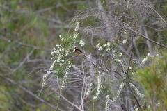 Hakea teretifolia