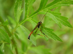 Therion circumflexum