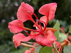 Bauhinia galpinii