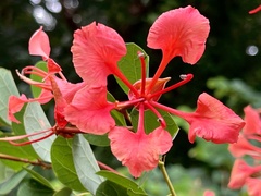Bauhinia galpinii