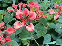 Bauhinia galpinii