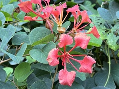 Bauhinia galpinii