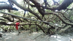 Ficus microcarpa microcarpa