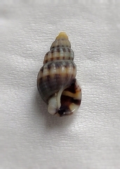 Nassarius fraterculus
