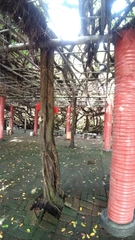 Ficus microcarpa microcarpa