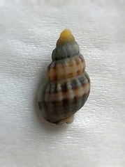 Nassarius fraterculus