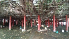 Ficus microcarpa microcarpa