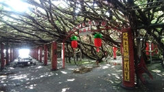 Ficus microcarpa microcarpa