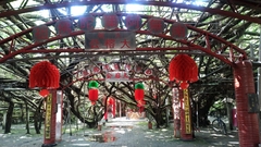 Ficus microcarpa microcarpa