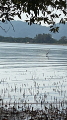 Ardea