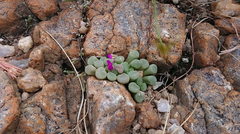Frithia pulchra