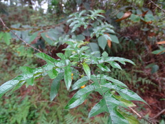 Solanum atropurpureum
