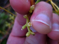 Cuscuta exaltata