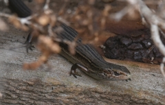 Pseudemoia pagenstecheri