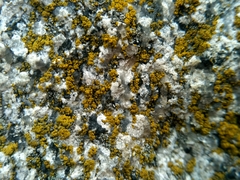 Flavoplaca