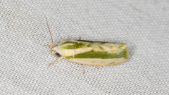 Earias huegeliana