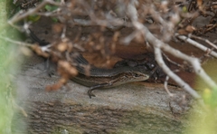 Pseudemoia pagenstecheri