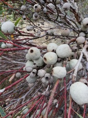 Eucalyptus buprestium