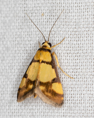 Deuterarcha xanthomela