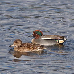 Anas crecca crecca