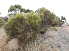 Eucalyptus buprestium