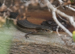 Pseudemoia pagenstecheri