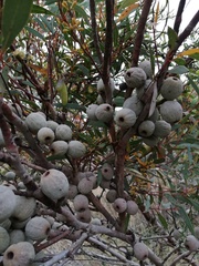 Eucalyptus buprestium