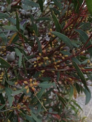 Eucalyptus buprestium