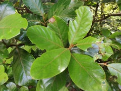 Beilschmiedia tarairi