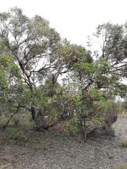 Eucalyptus adesmophloia