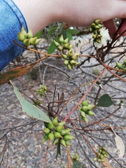 Eucalyptus adesmophloia