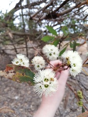 Eucalyptus adesmophloia