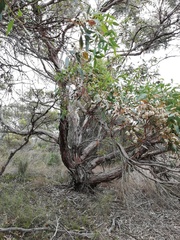 Eucalyptus adesmophloia