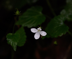 Lobelia trigonocaulis
