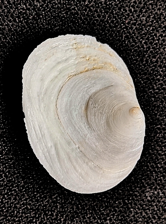 Walsh's White Slipper Limpet