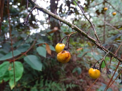 Solanum atropurpureum