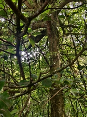 Beilschmiedia tarairi