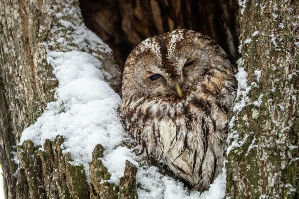 iNaturalist.org. В.Чарков, г.Чебоксары Чувашия, январь 2023