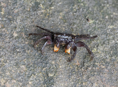 Parasesarma erythodactylum