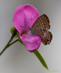 Theclinesthes onycha