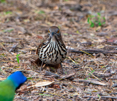 Toxostoma longirostre