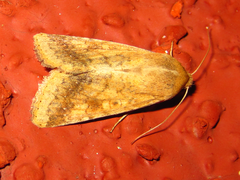 Helicoverpa assulta