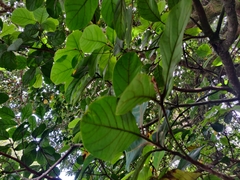 Beilschmiedia tarairi