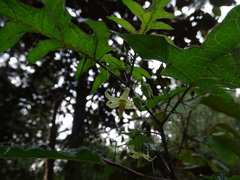 Solanum atropurpureum