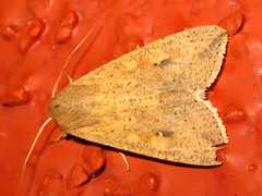 Mythimna separata